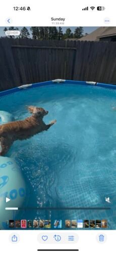 Intex 28211EH Metal Frame Pool Set – 12ft (3.66m) x 30in (76cm) Round Above Ground Swimming Pool with 530 GPH Pump – 1,718 Gallon (6,504L) Capacity – 3-Ply Puncture-Resistant PVC – Rust-Resistant Frame photo review