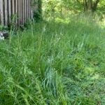 MZK 40V (2×20V) Cordless Electric Lawn Mower – 13″ (33 cm) Deck, Dual 4.0 Ah Batteries & 4-Position Height photo review