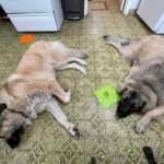 Shark AI Ultra Robot Vacuum – Self-Emptying, Smart Mapping, Matrix Clean, 60-Day XL Base, Pet Hair Pickup, Voice/App Control, LiDAR Navigation for Carpet & Hard Floors photo review