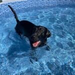 Bestway Steel Pro MAX 12ft (3.66m) x 30in (76cm) Round Above Ground Swimming Pool Set with Filter Pump – 6,473L Capacity – Durable Metal Frame Family Outdoor Pool – Gray photo review