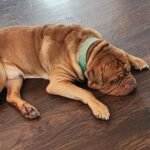 Shark AV2501AE AI Ultra Robot Vacuum with XL HEPA Self-Empty Base – 60-Day Capacity, Smart Mapping, LIDAR Navigation, Alexa Control, Perfect for Pet Hair, Carpet & Hard Floor, Bagless, Black photo review